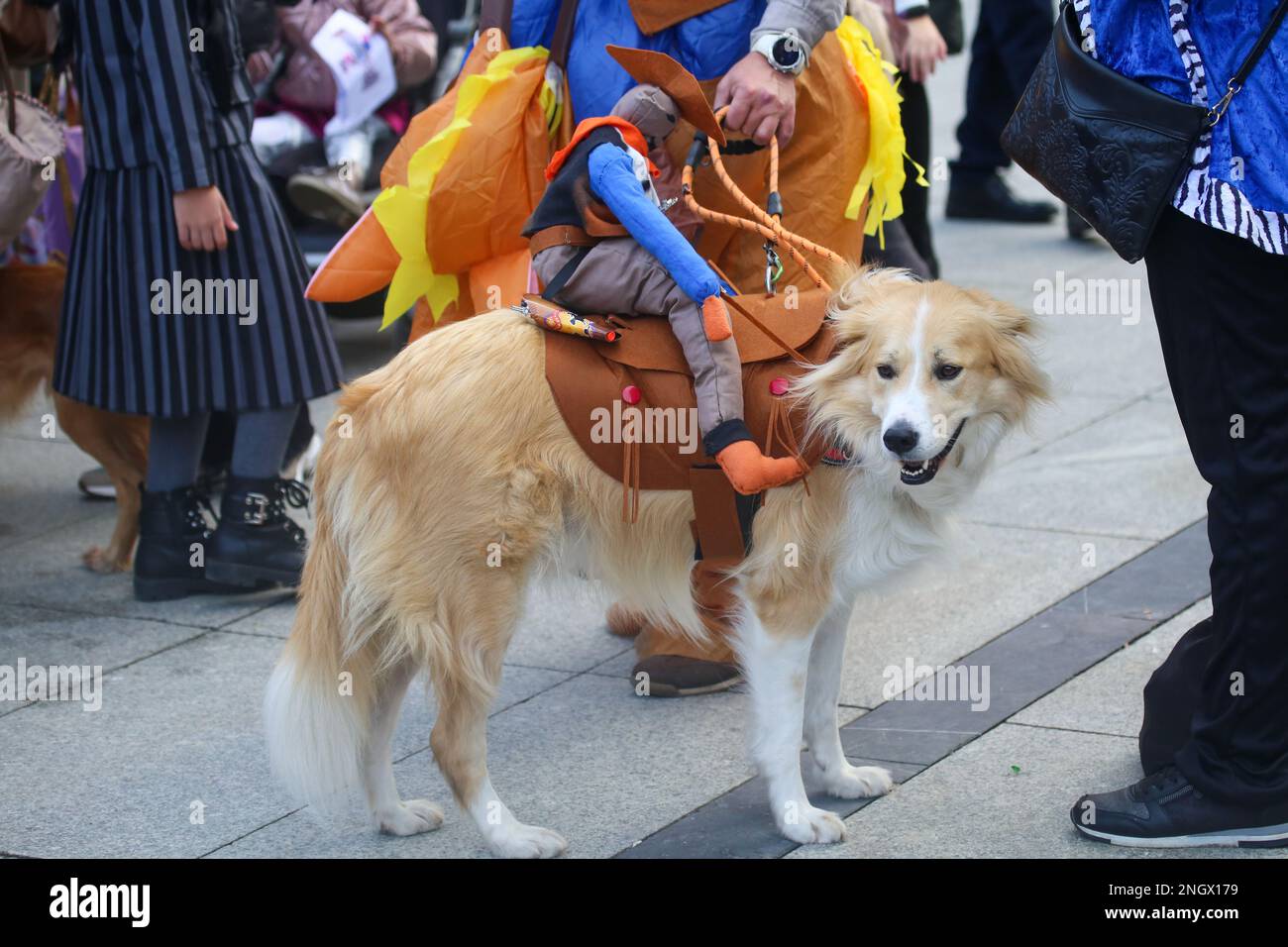 Aviles, Spain, 19th February, 2023: A dog with Woody, one of the Toy Story dolls on its back during the Antroxaes Pet Contest on February 18, 2023, in Aviles, Spain. Credit: Alberto Brevers / Alamy Live News Stock Photo