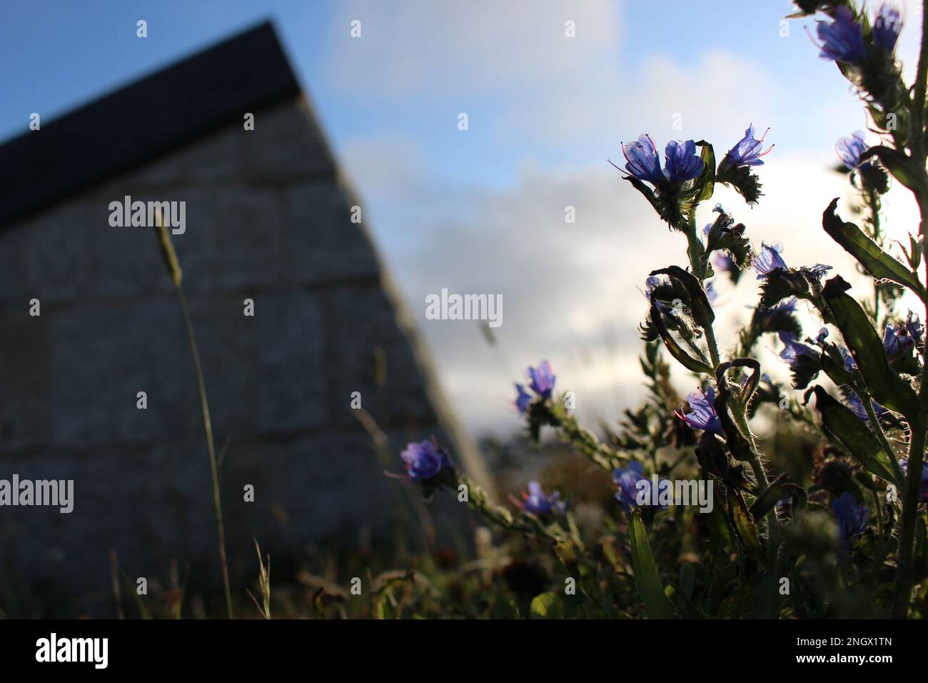 Vipers Bugloss at the seashore at sundown Stock Photo