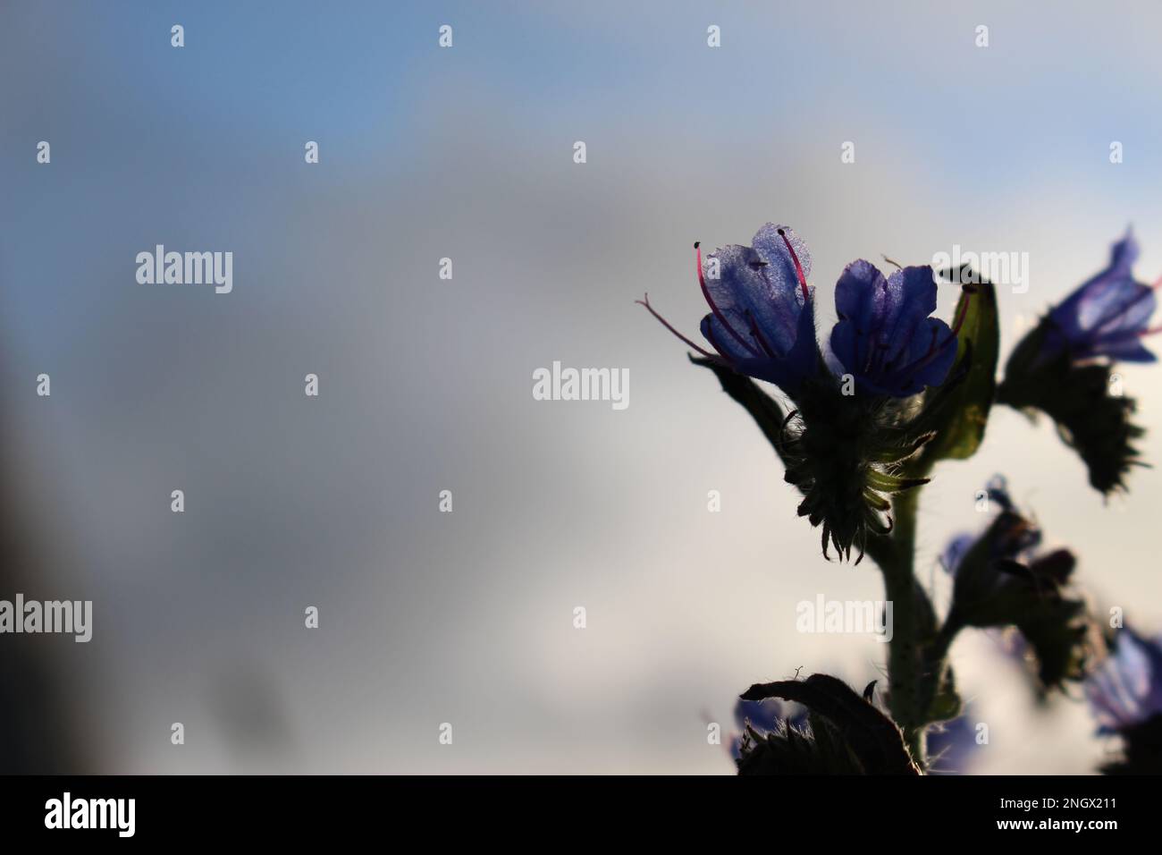 viper's bugloss (Echium vulgare) background at sunddown with copy space Stock Photo