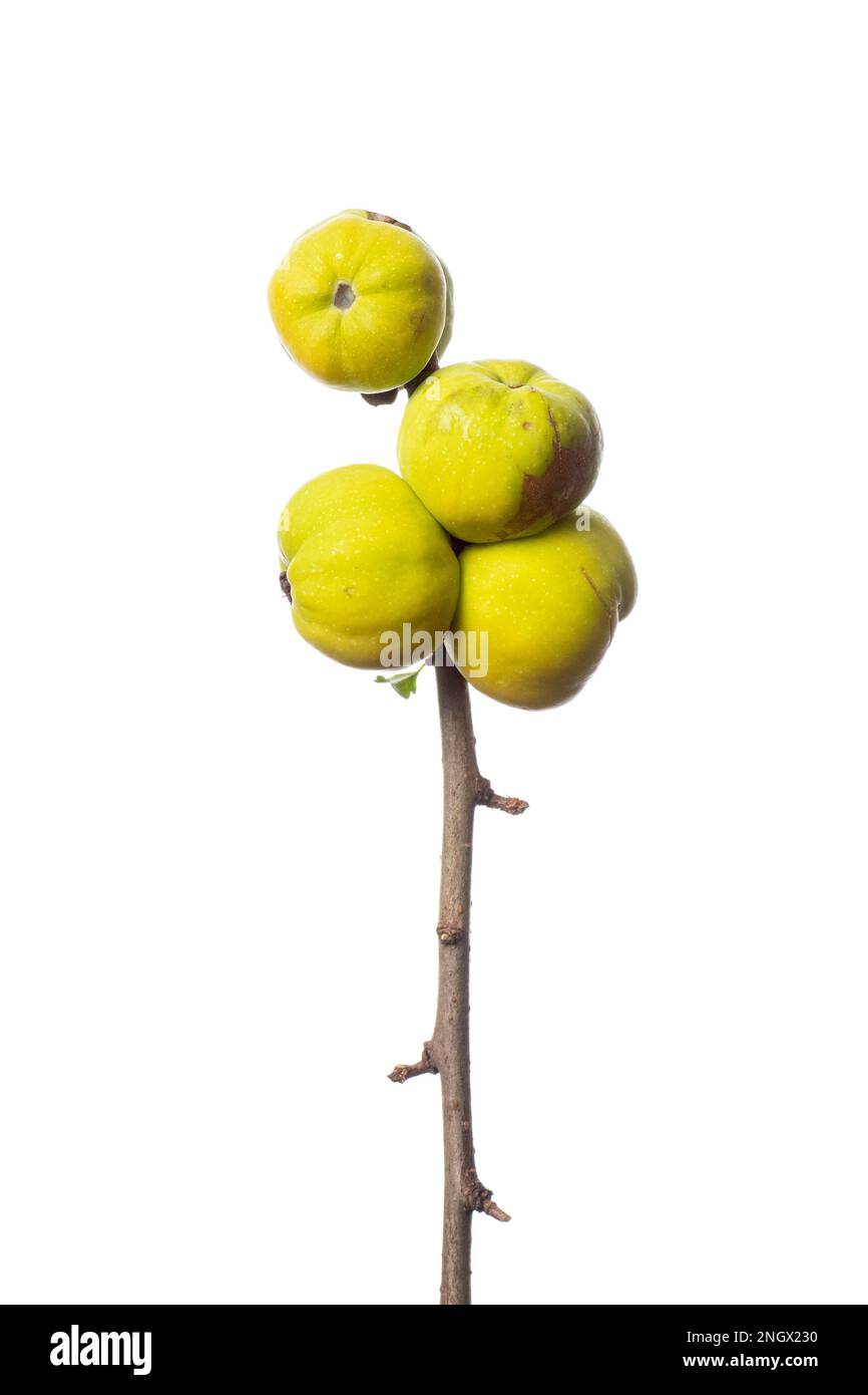 Ornamental quince, shrub (Chaenomeles), white background Stock Photo