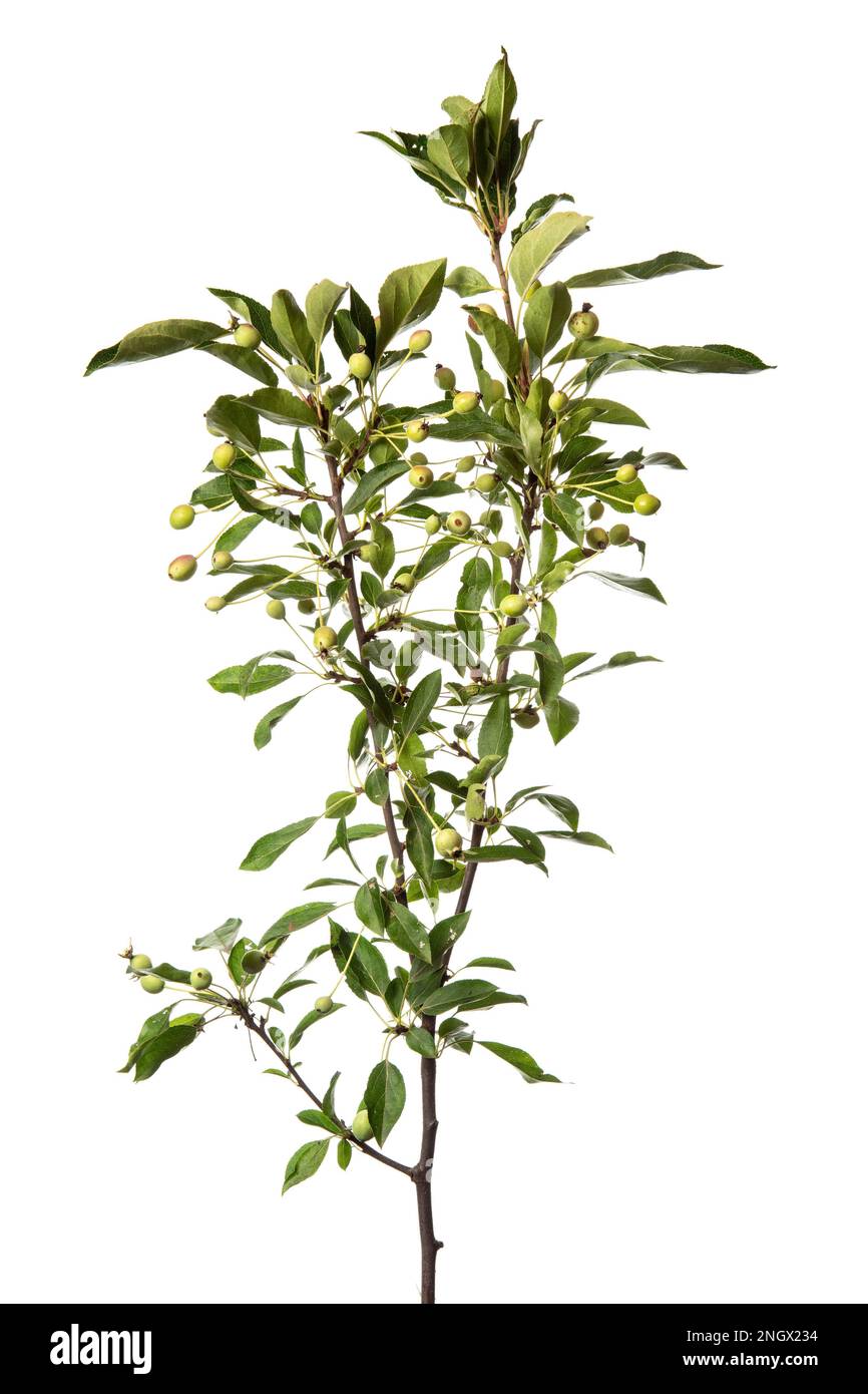 Cherry apple (Malus baccata), shrub, white background Stock Photo