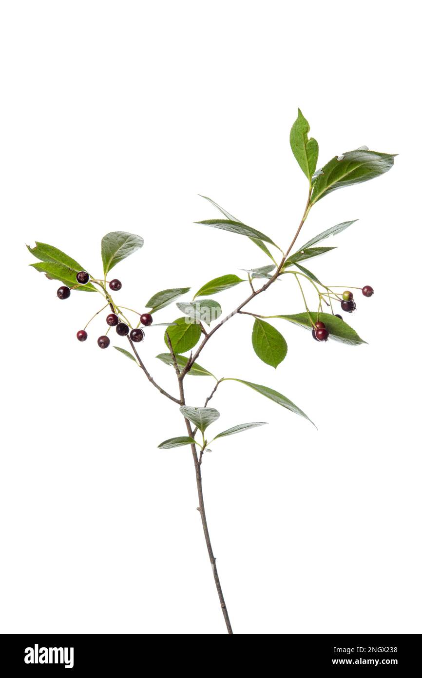 Chokeberry (Aronia prunifolia), shrub, white background Stock Photo