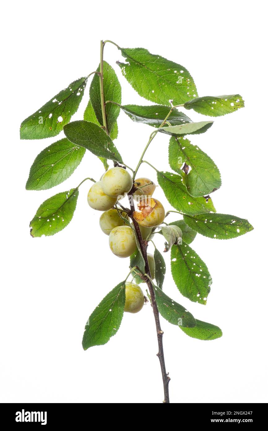 Mirabelle plum (Prunus domestica subsp. syriaca), fruit, tree, white background Stock Photo