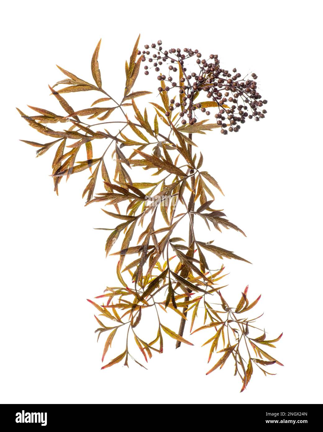 Elder (Sambucus nigra), shrub, berry, white background Stock Photo
