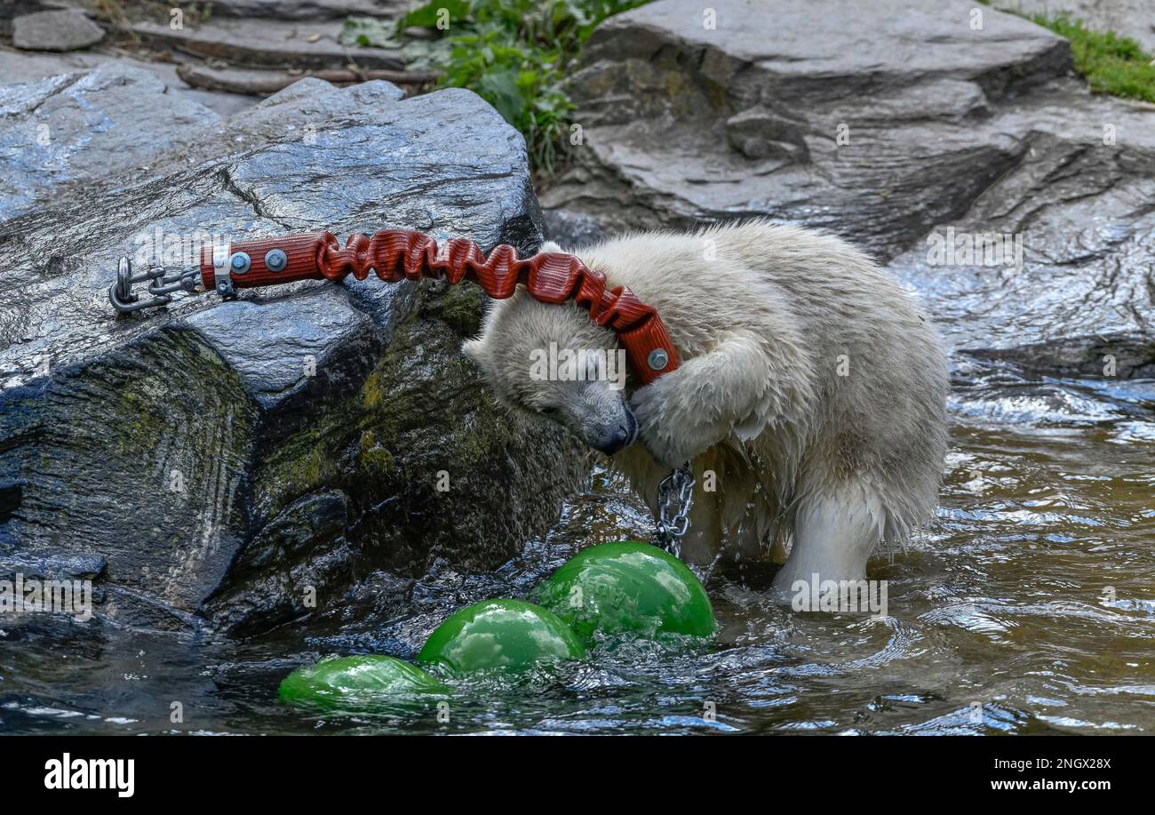 Polar bear cub Hertha, polar bear enclosure, zoo, Friedrichsfelde