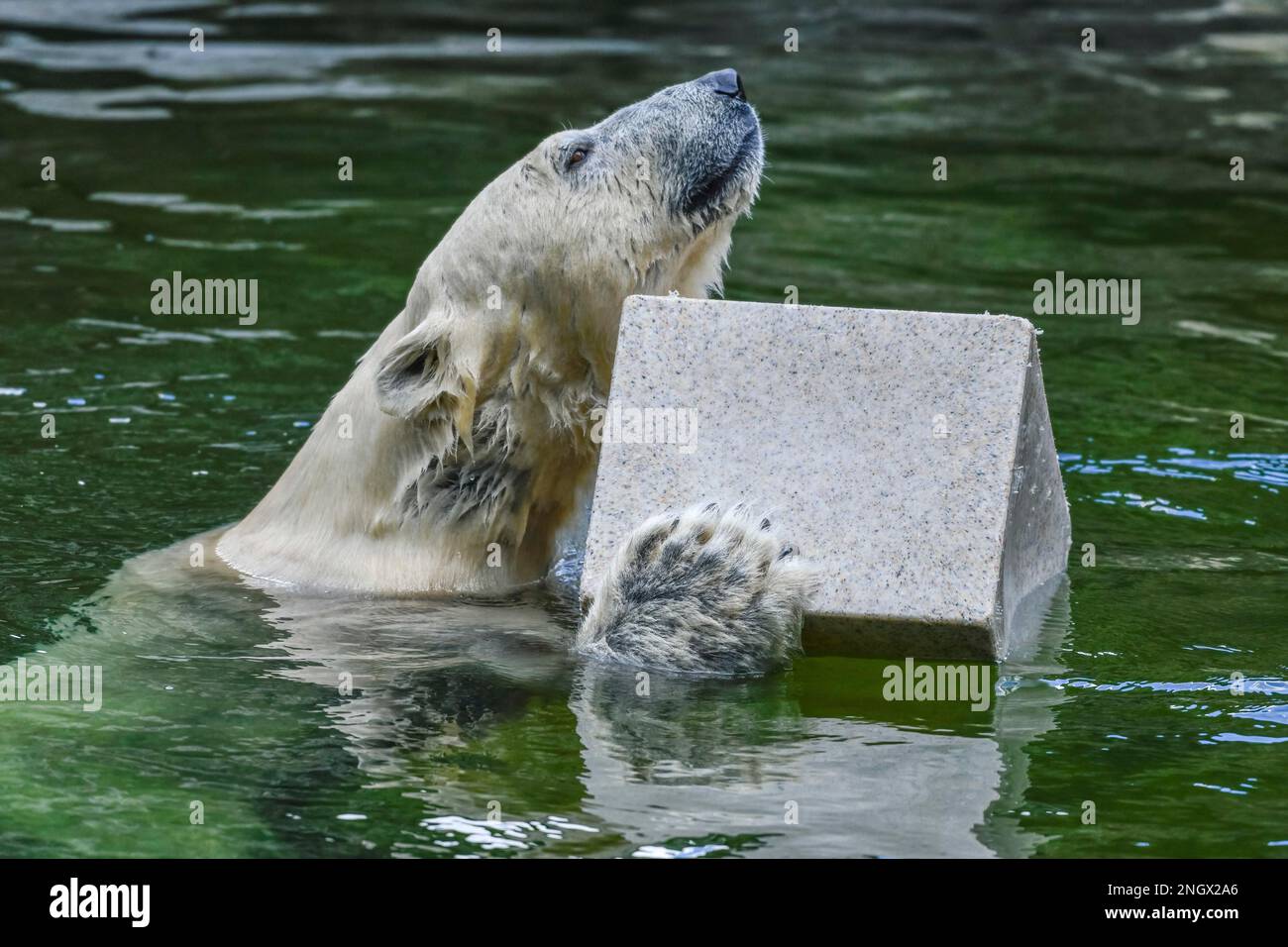 Polar bear Tonja, polar bear enclosure, zoo, Friedrichsfelde