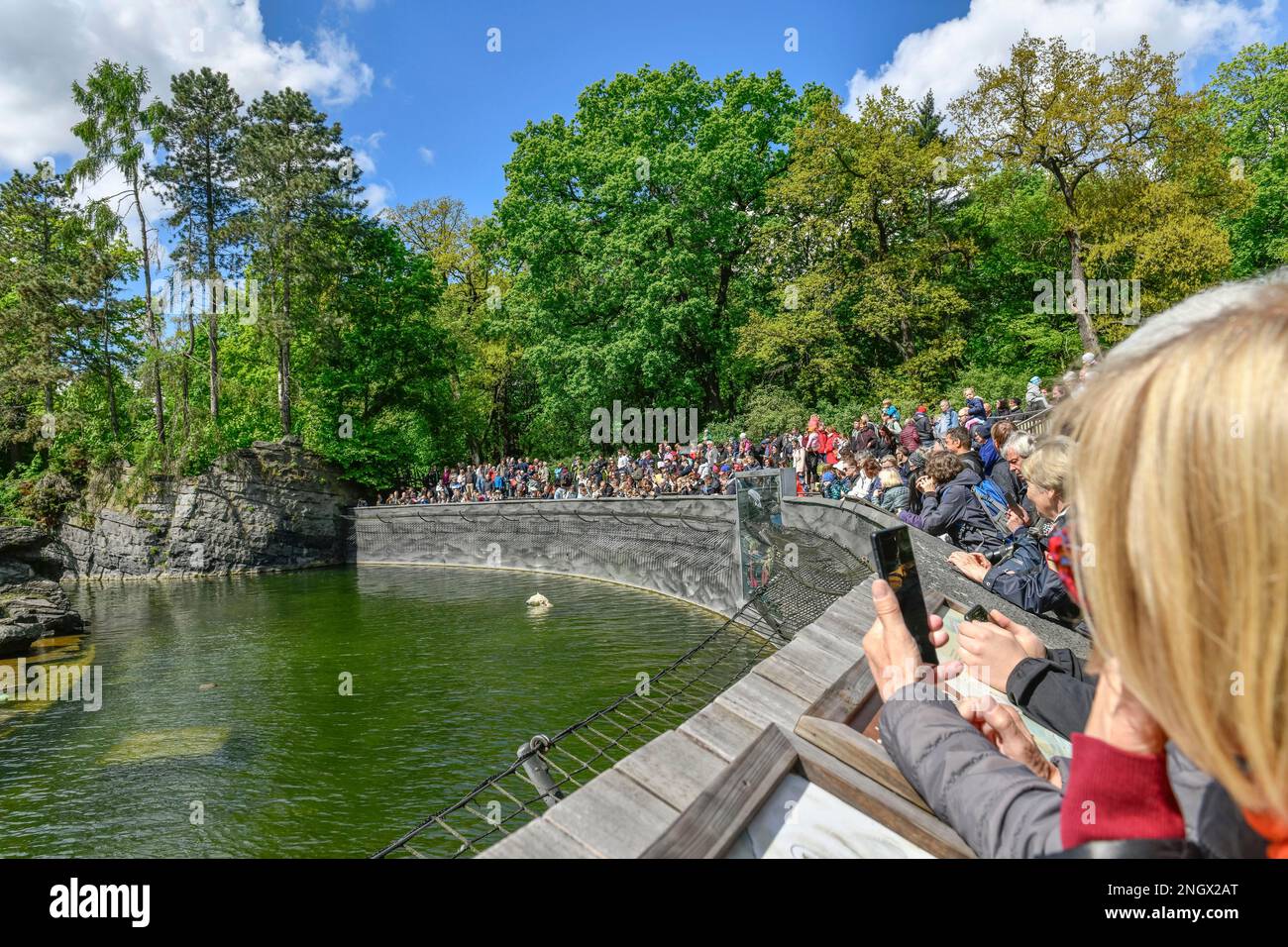 Polar bear Tonja, polar bear enclosure, zoo, Friedrichsfelde