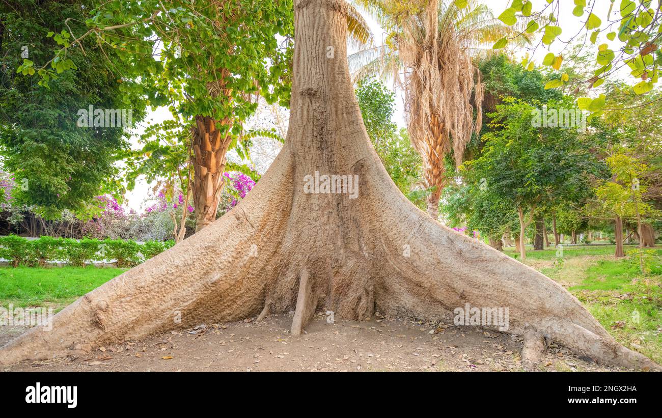 A huge tree trunk in the Aswan Botanical Gardens, Aswan, Egypt Stock