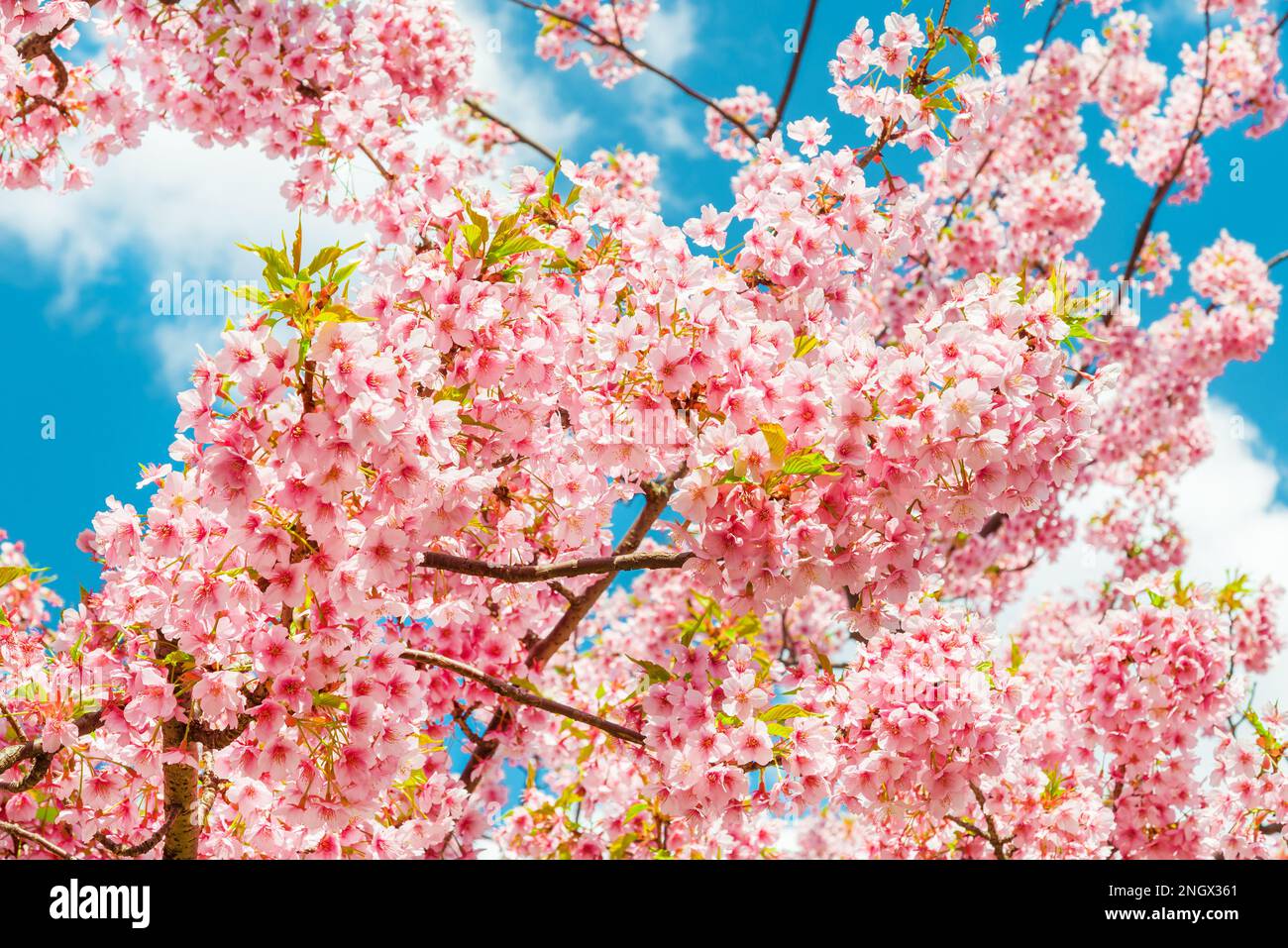 Spring in Japan. Sakura, the famous  cherry tree pink blossom as background Stock Photo