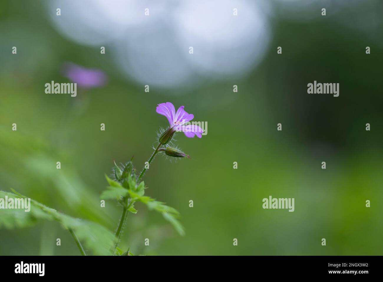 Herb Robert, Red Robin, Death come quickly or Storksbill (Geranium robertianum), flower blooming