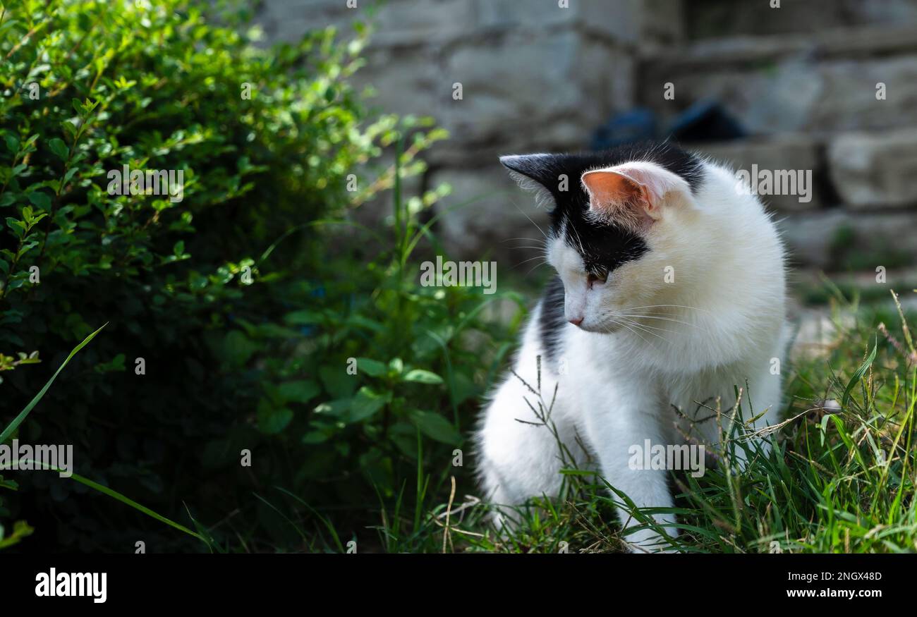 A fluffy black and white cat sits in the grass and looks aside Stock ...