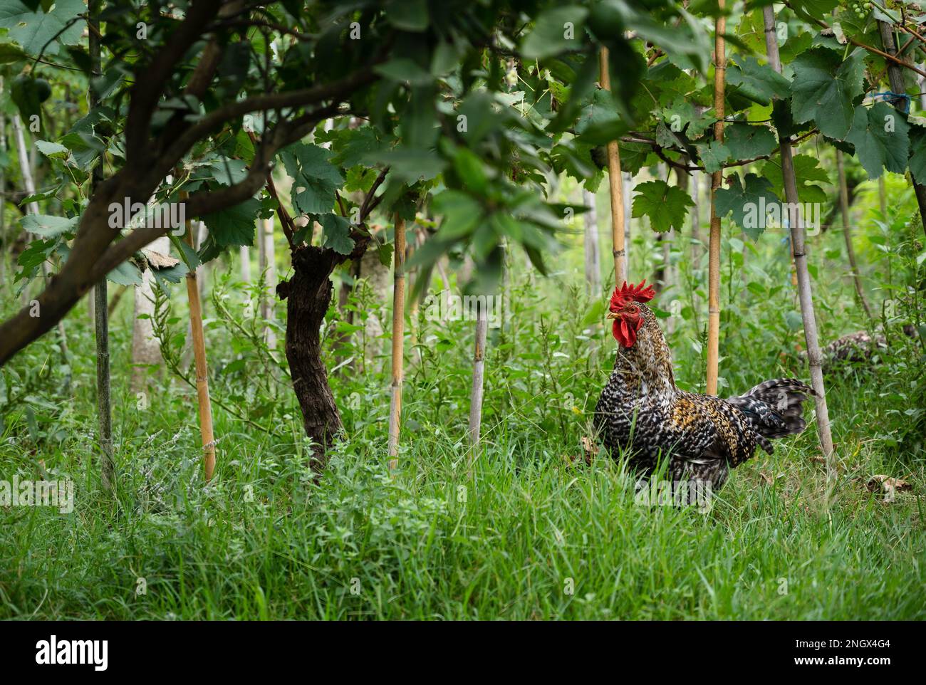 Plymouth Rock chickens. hen in the garden Stock Photo Alamy