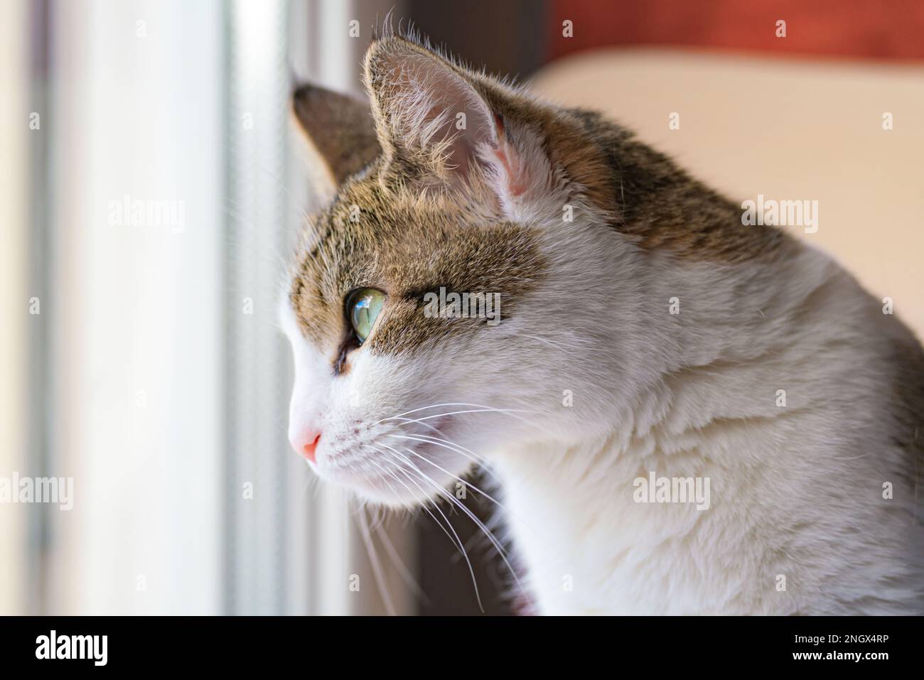A pet cat lying on a chair looking outside the window under the ...