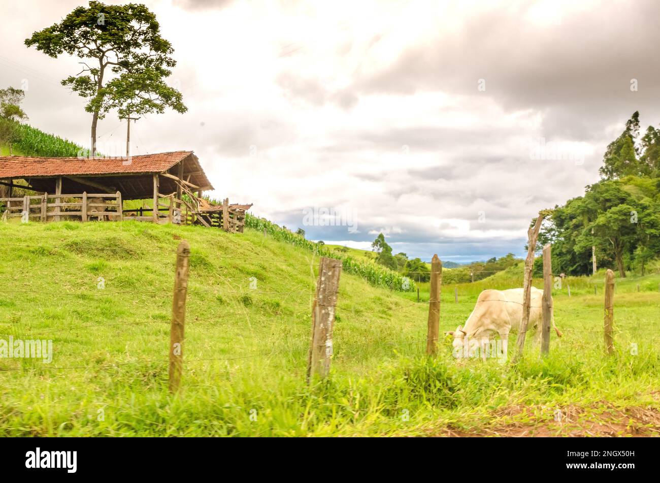 ranch with a calf grazing between green hills, trees Stock Photo Alamy