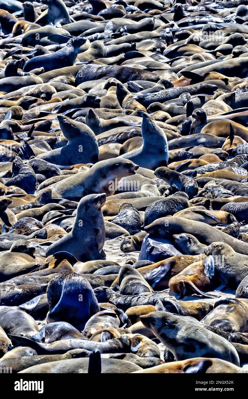 Namibia, Africa. Seals on the beach at Cape Cross, Skeleton Coast Stock