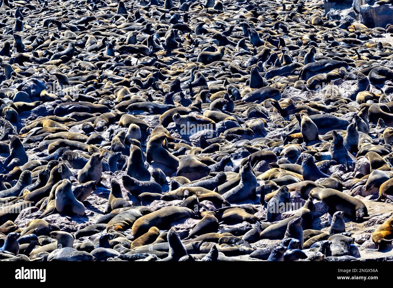 Namibia, Africa. Seals on the beach at Cape Cross, Skeleton Coast Stock Photo