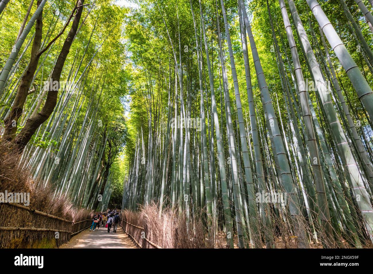 Kyoto Japan. Arashiyama Bamboo Grove Stock Photo Alamy