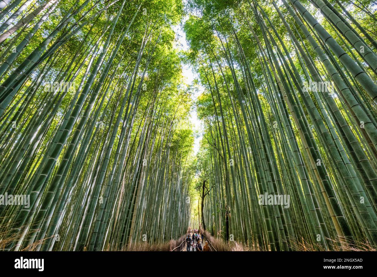 Kyoto Japan. Arashiyama Bamboo Grove Stock Photo Alamy