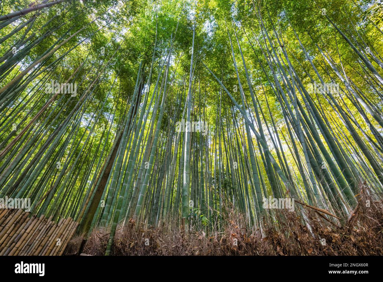 Kyoto Japan. Arashiyama Bamboo Grove Stock Photo Alamy