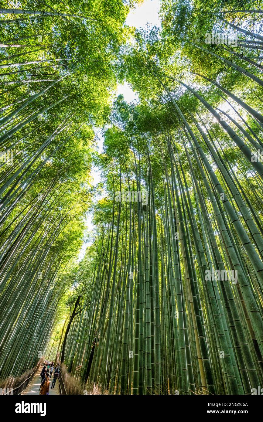 Kyoto Japan. Arashiyama Bamboo Grove Stock Photo Alamy