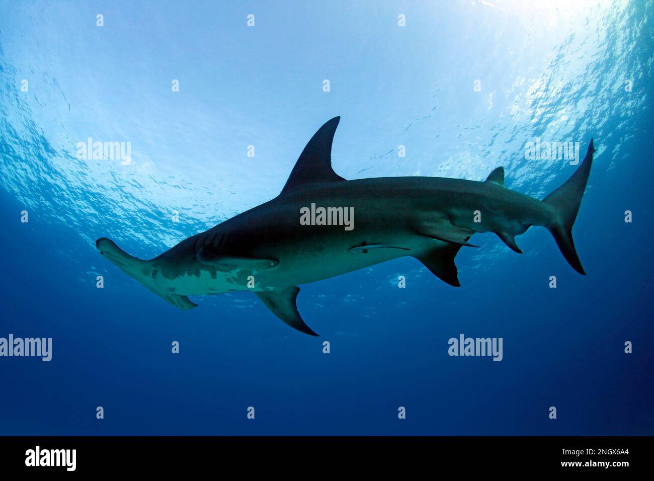Great Hammerhead Shark (Sphyrna mokarran) against Blue Water and Surface. Tiger Beach, Bahamas Stock Photo