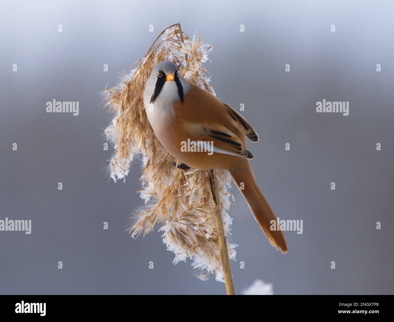 Bearded Reedling and frozen reed  Stockholm Sweden Stock Photo