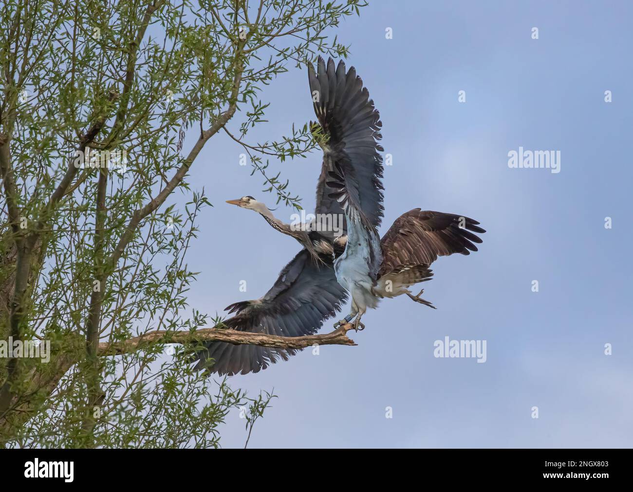Action shot. A battle between an Osprey (Pandion haliaetus) and a Grey Heron (Ardea cinerea) as to whose perch the dead branch is . Rutland UK Stock Photo