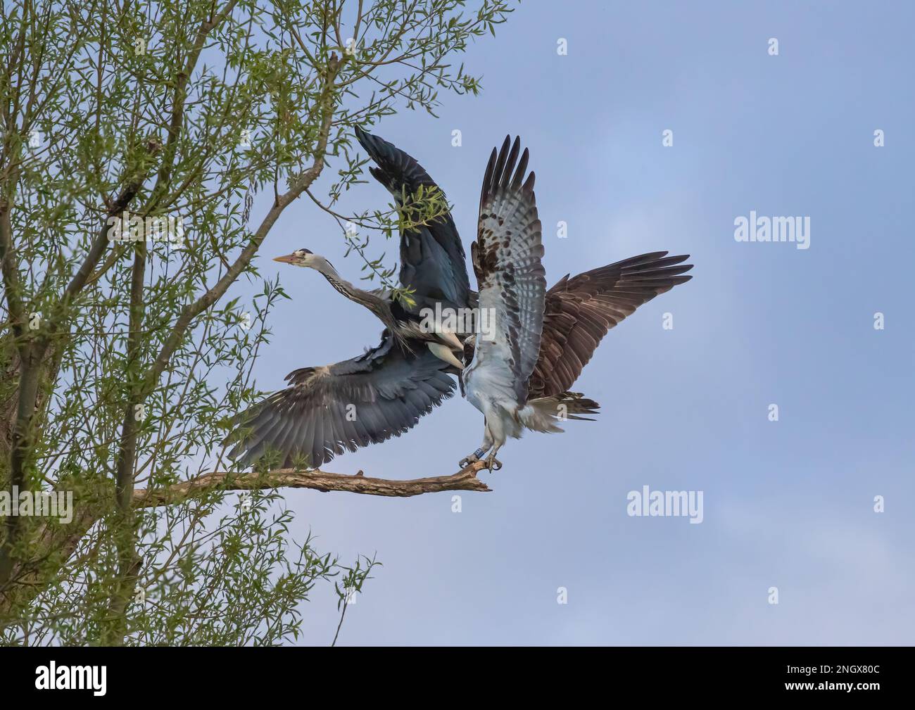 Action shot. A battle between an Osprey (Pandion haliaetus) and a Grey Heron (Ardea cinerea) as to whose perch the dead branch is . Rutland UK Stock Photo