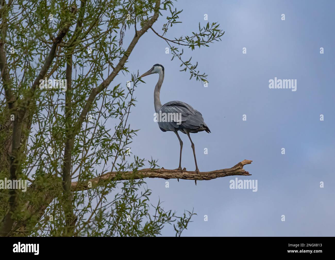 prehistoric-looking-bird-hi-res-stock-photography-and-images-alamy