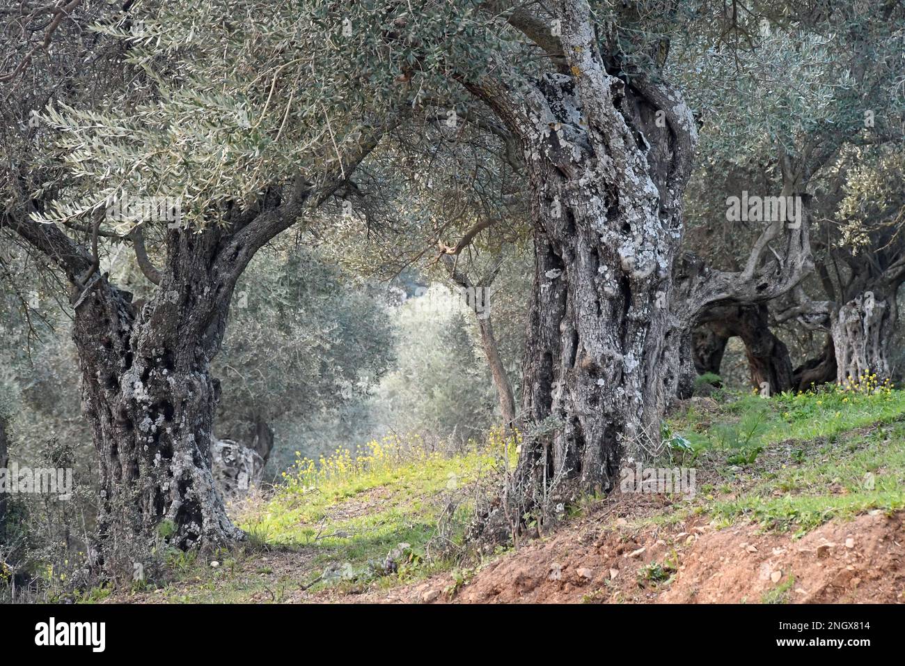 Old olive tree in orchard hi-res stock photography and images - Alamy