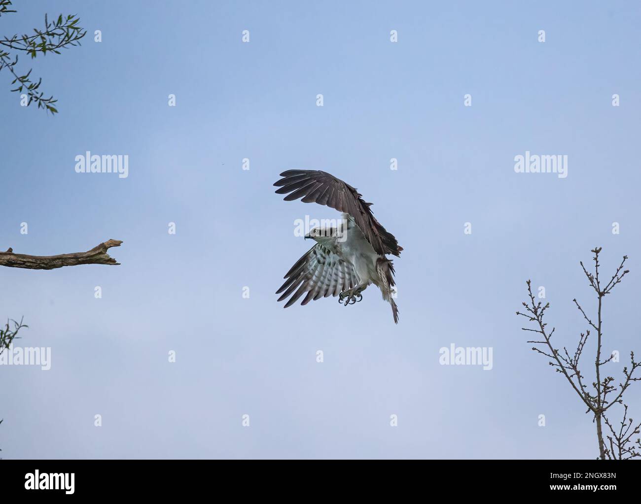 An action  shot of an Osprey (Pandion haliaetus) coming in to land on a dead branch  , huge wings outstretched showing feather detail . Rutland, UK Stock Photo