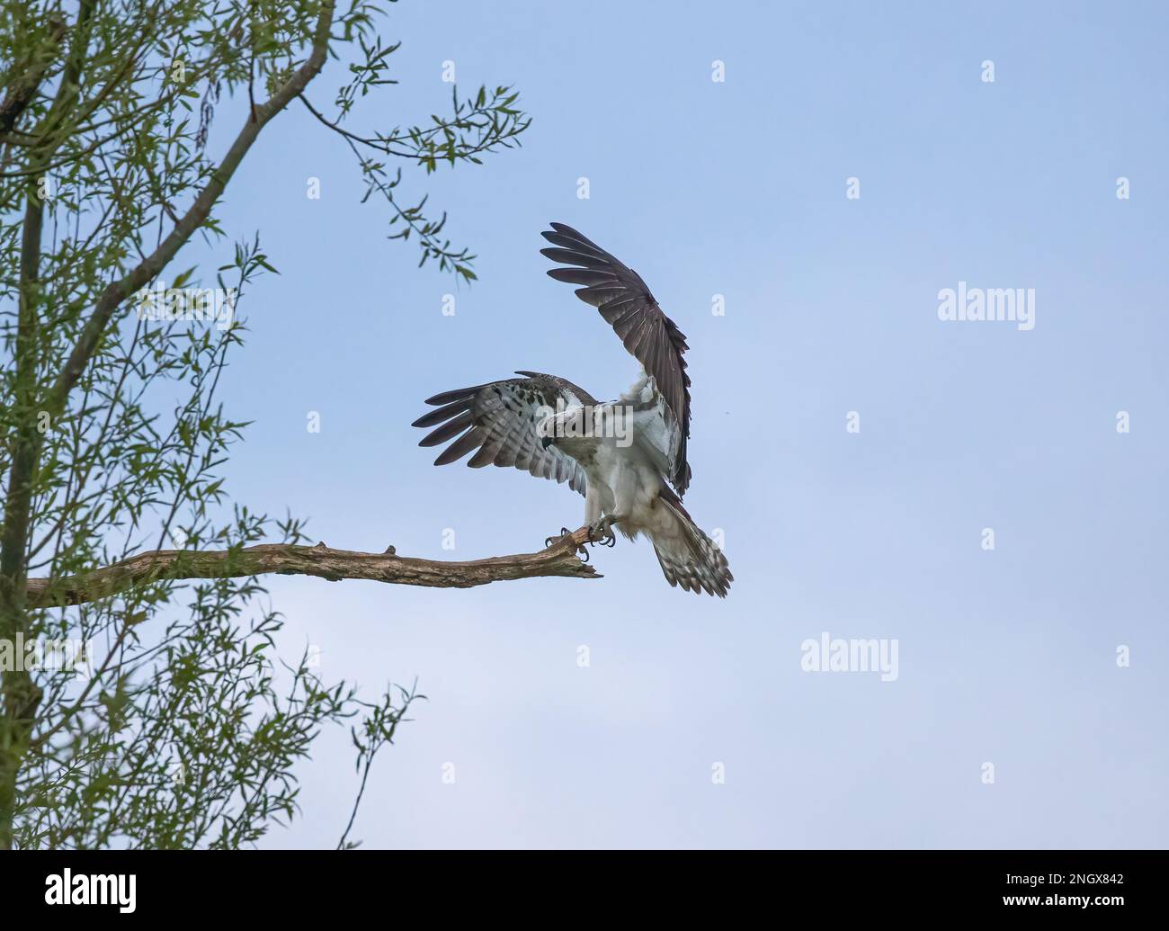 An action  shot of an Osprey (Pandion haliaetus) coming in to land on a dead branch, huge wings and talons outstretched showing feather detail .  UK Stock Photo