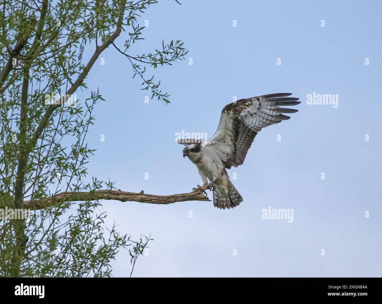 An action  shot of an Osprey (Pandion haliaetus) coming in to land on a dead branch  , huge wings outstretched showing feather detail . Rutland, UK Stock Photo