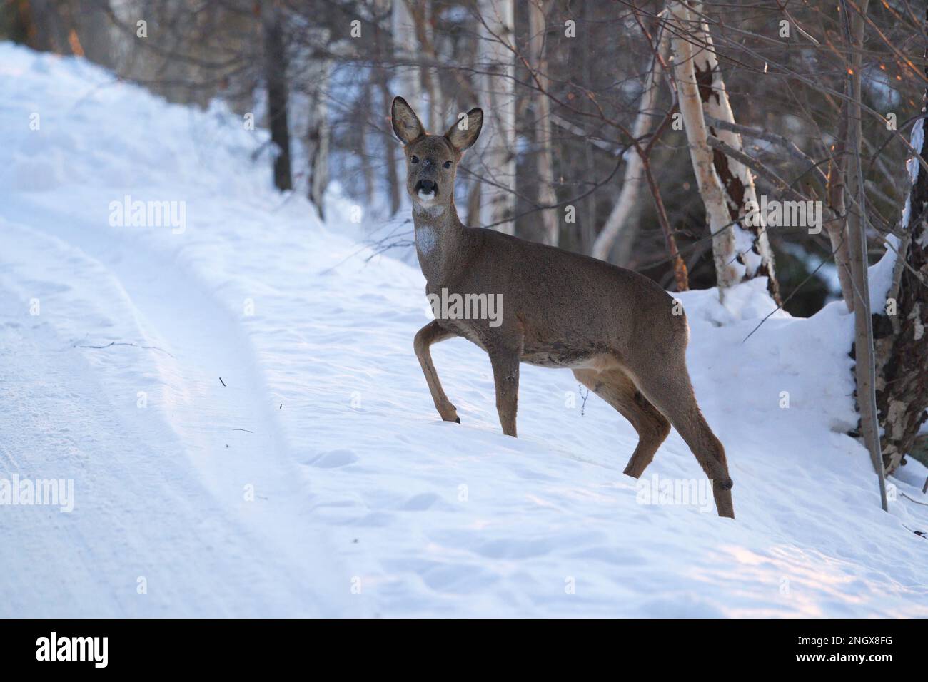 Sweden Roe Roe deer road winter hi-res stock photography and images - Alamy