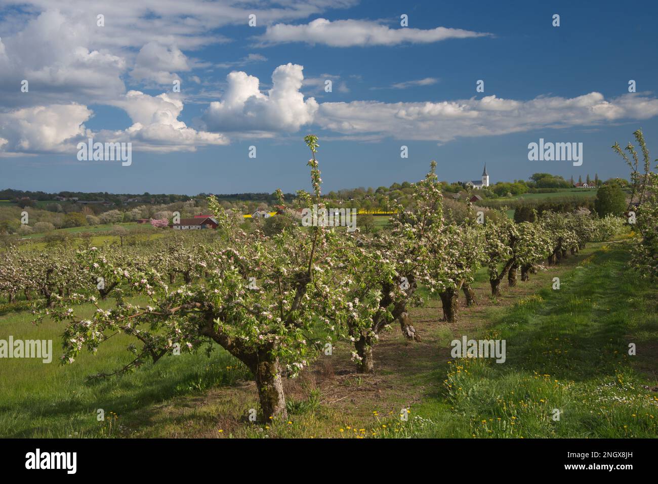 Kivik sweden hi-res stock photography and images - Alamy