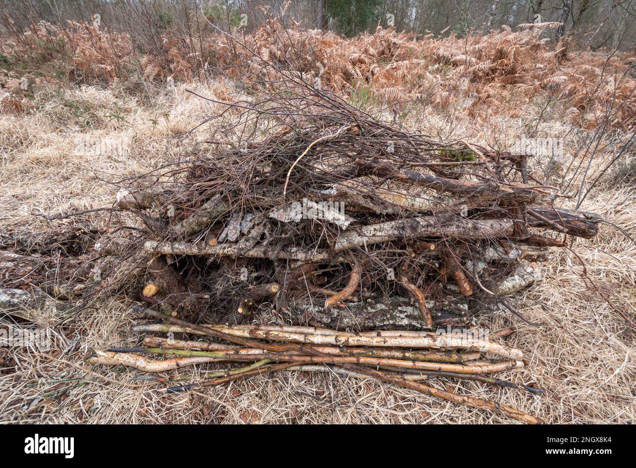 Log pile with brash on top on heathland, a habitat pile for wildlife and bugs to use, Surrey, England, UK Stock Photo