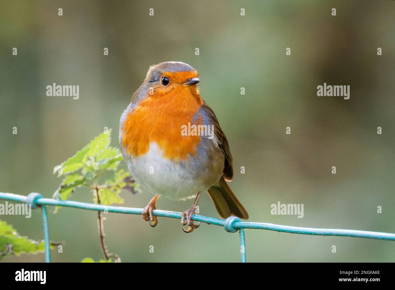Robin on a green wire fence Stock Photo
