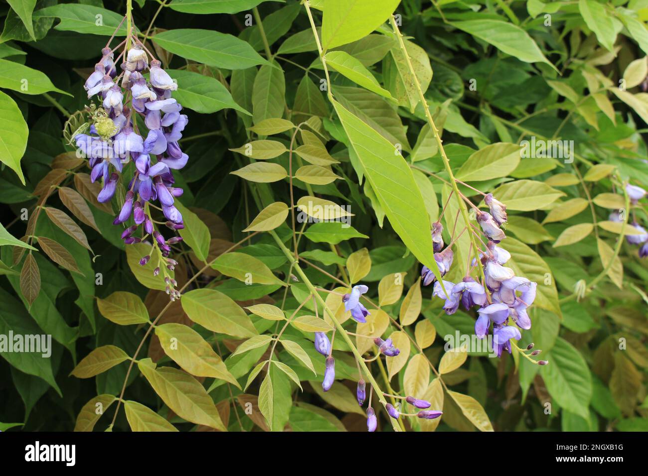 Blooming purple wisteria against green leaves background. Purple flowered drooping racemes of wisteria - natural garden screensaver or wallpaper Stock Photo