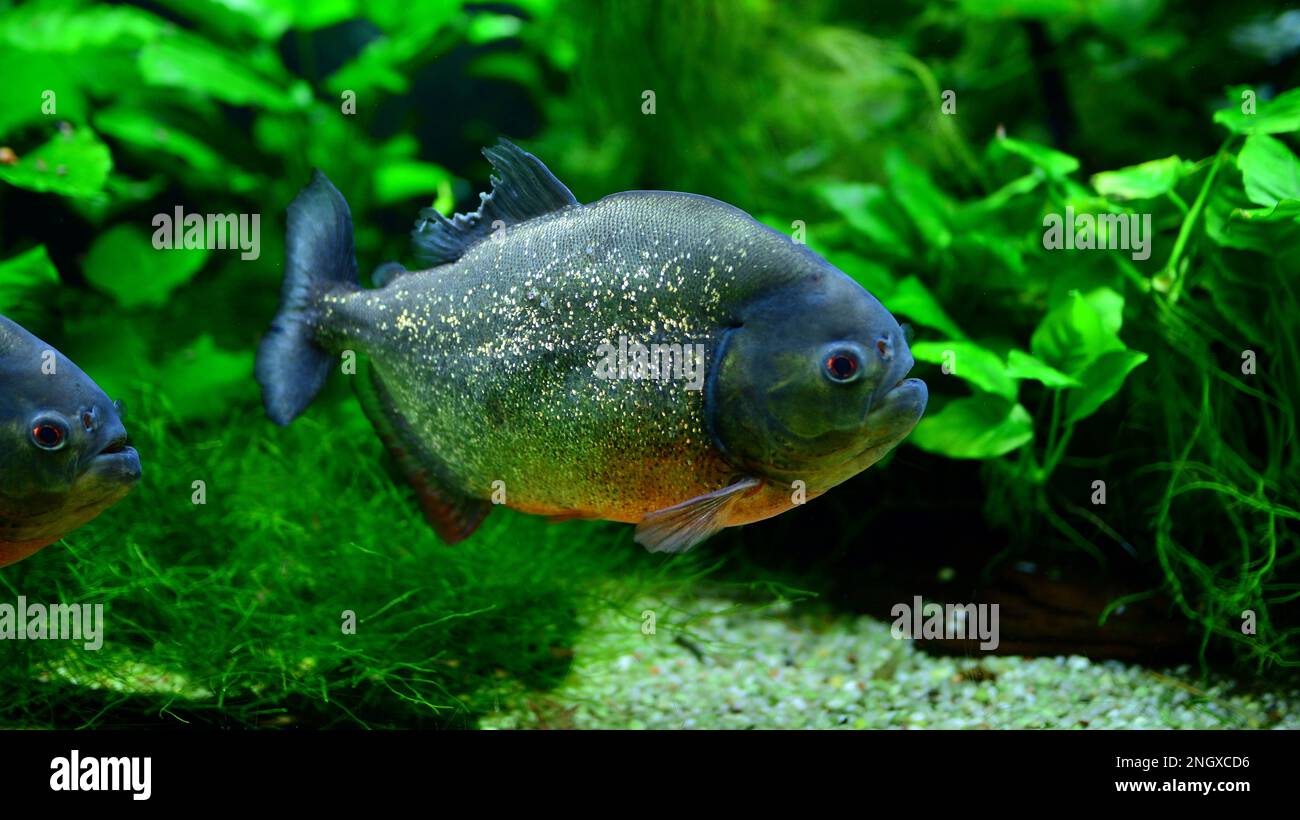 A Yellow belly Piranha is caught hanging onto a piece of fresh beef