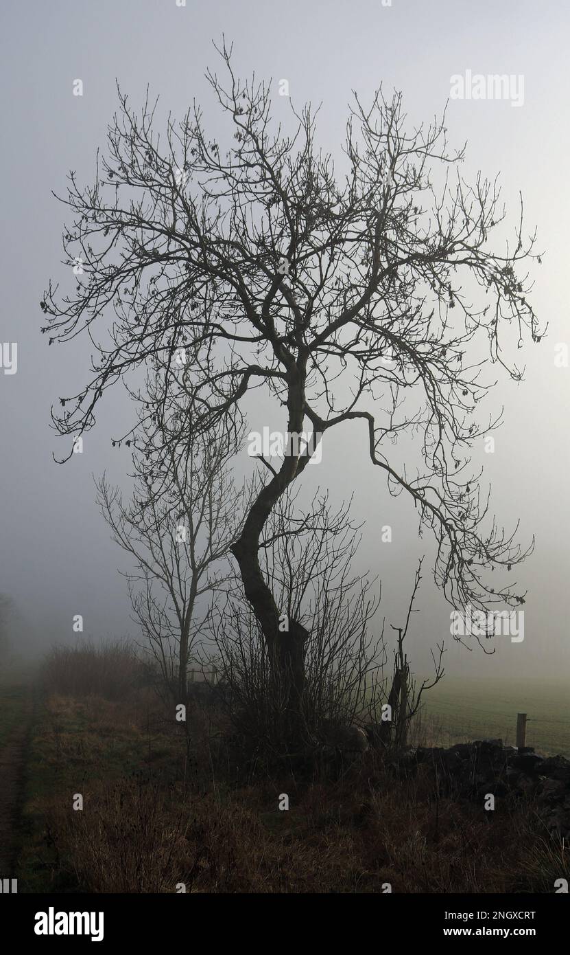 On a cool and misty morning a lone leafless tree in silhouetted against the weak winters sun alongside a foot path towards Flagg in Derbyshire Stock Photo