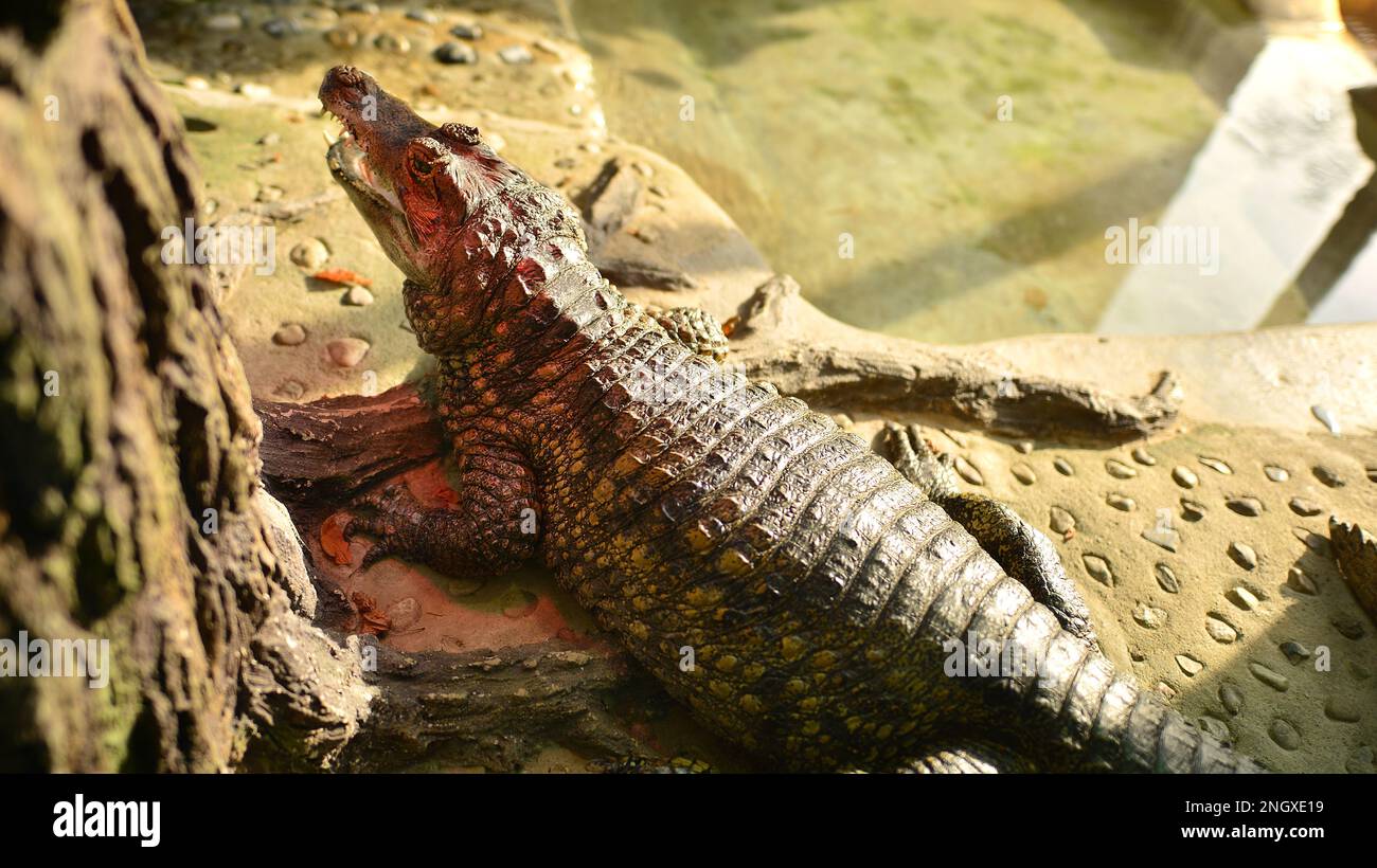 Close up face of a sleeping crocodile in the zoo. Stock Photo