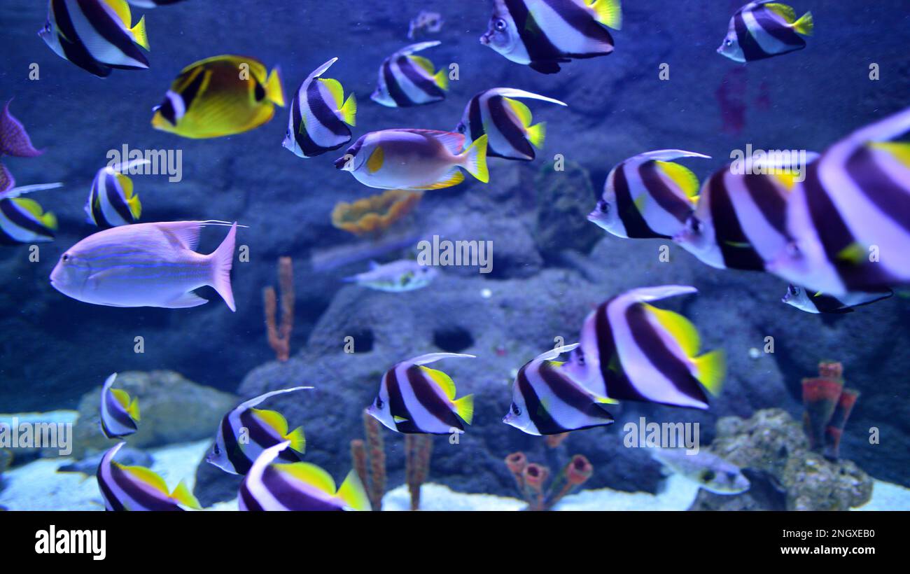 Photo of a tropical fish on a coral reef in aquarium Stock Photo