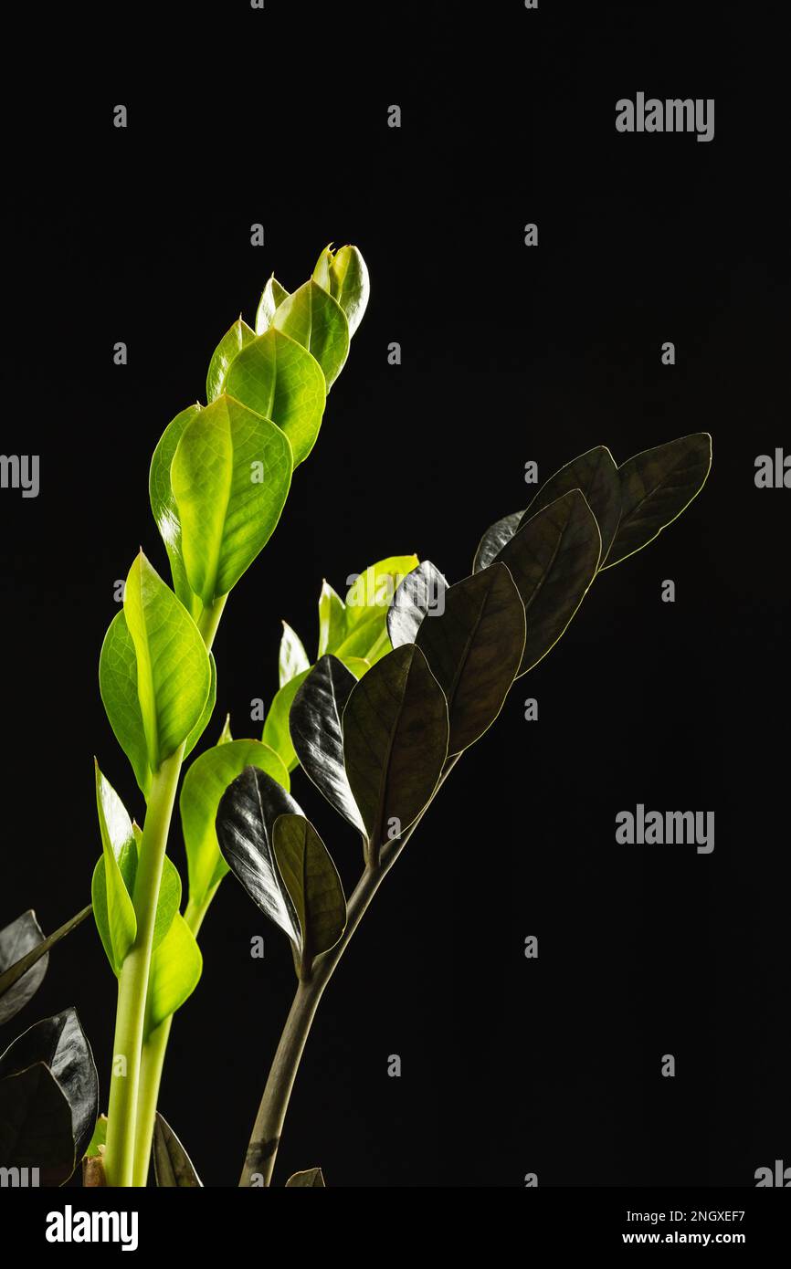 The New Light Green Leaves of Black Zamioculcas Zamiifolia Raven