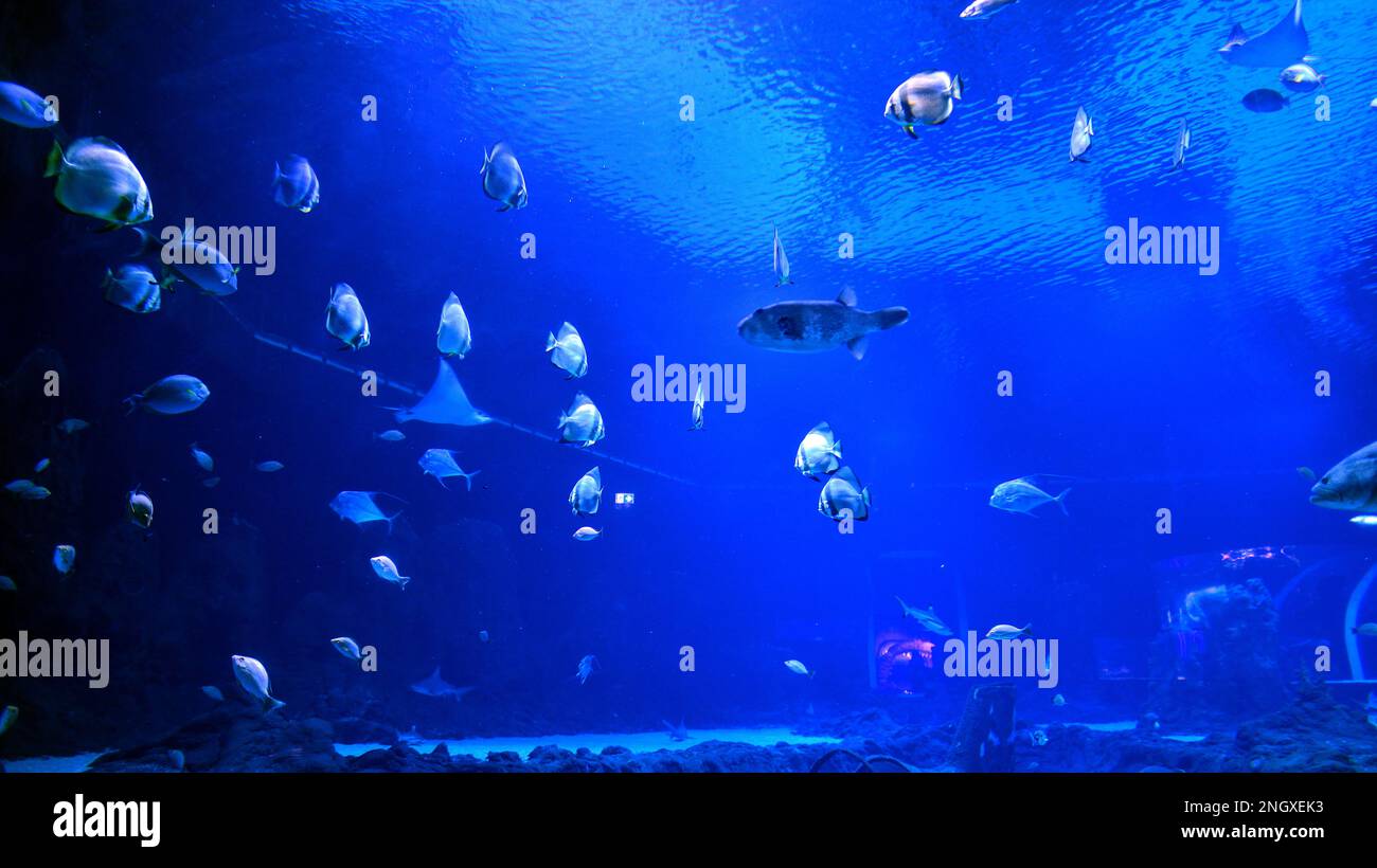 Photo of a tropical fish on a coral reef in aquarium Stock Photo - Alamy