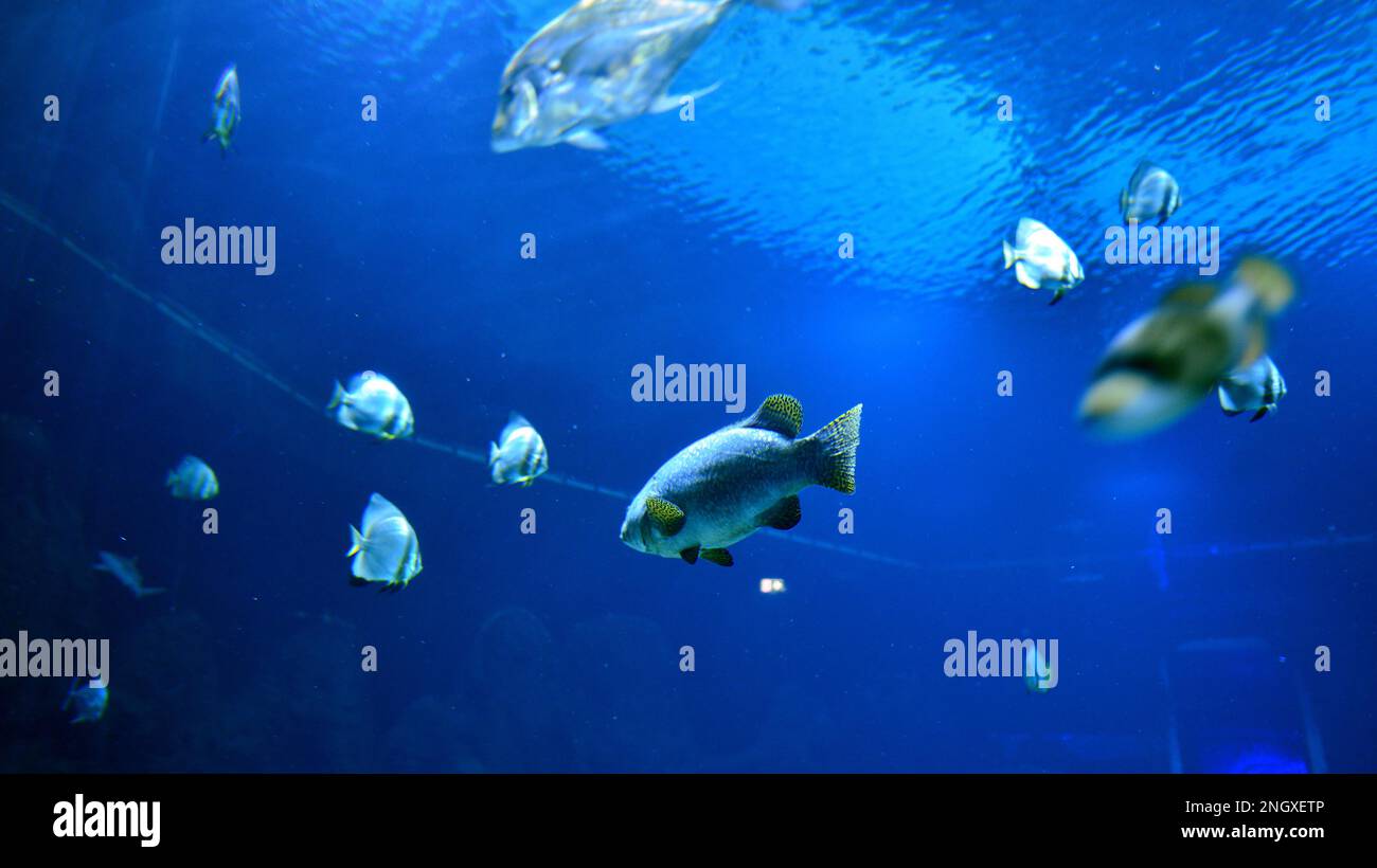 Photo of a tropical fish on a coral reef in aquarium Stock Photo - Alamy