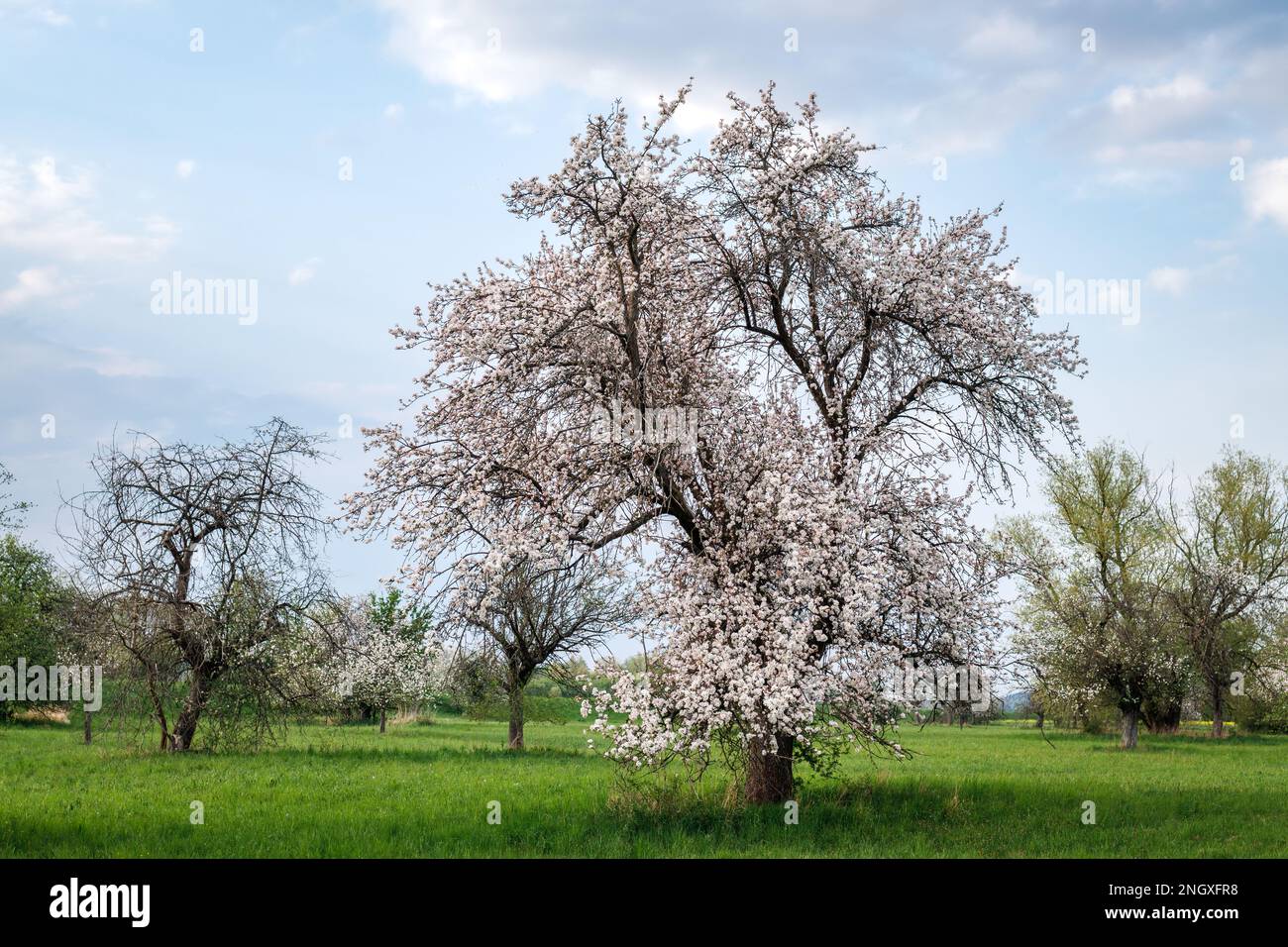 Beautiful blooming fruit orchard hi-res stock photography and images ...