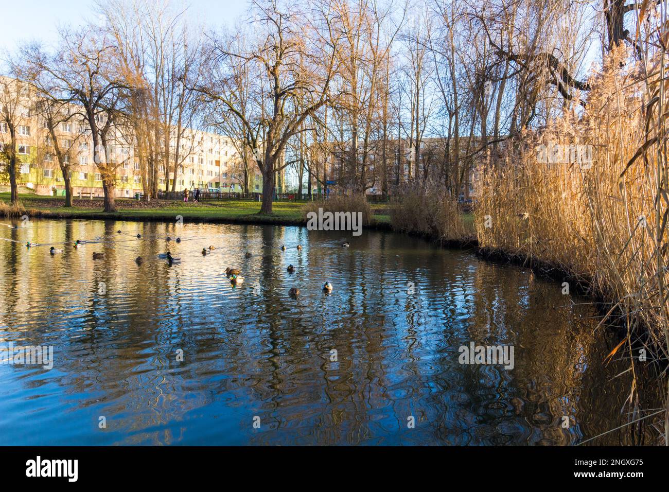 Lakeside in winter with reeds in residential district called 'Jerevan lakotelep', Sopron, Hungary Stock Photo