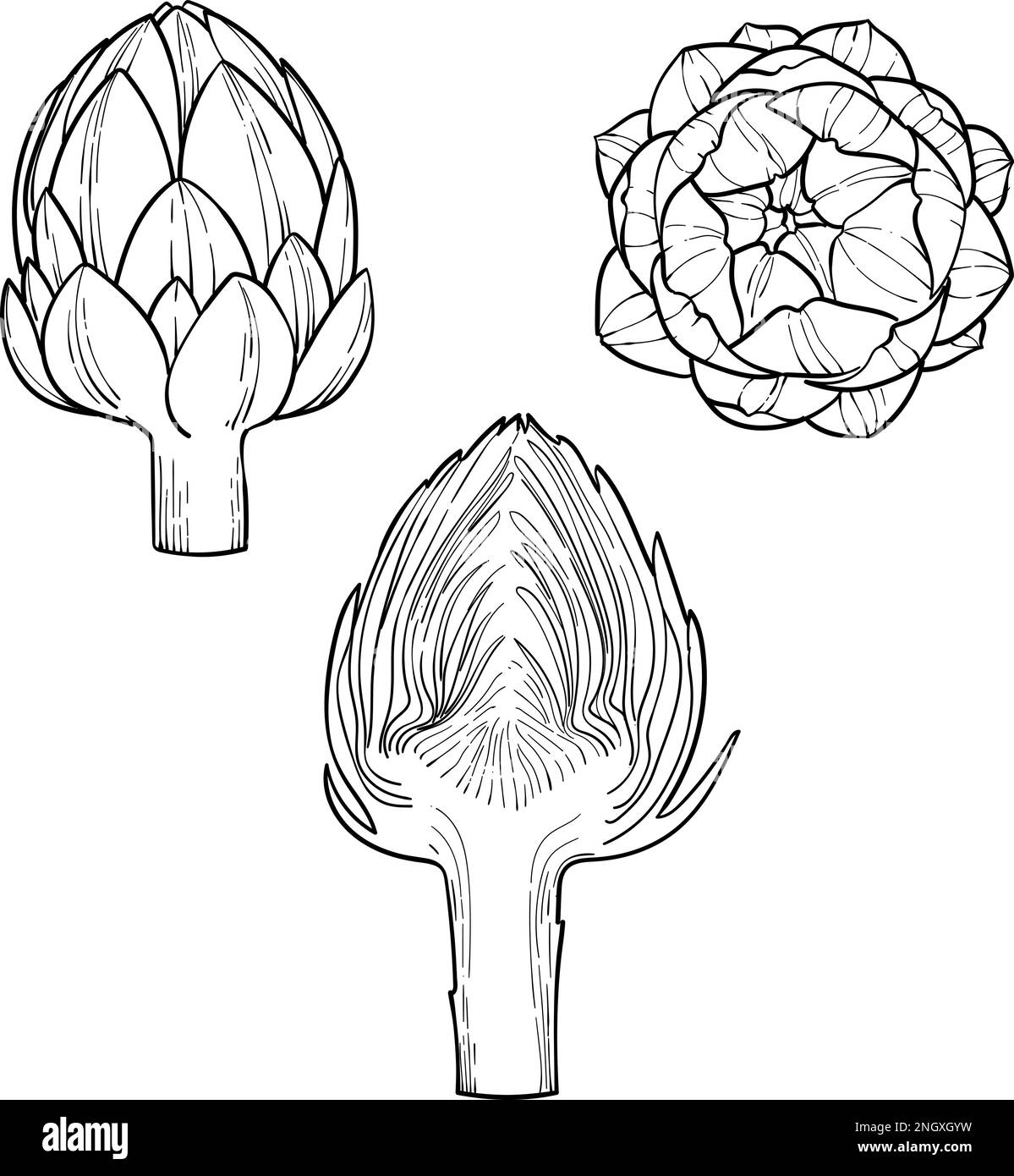 Artichoke Engraving sketch style hand drawn vector illustration
