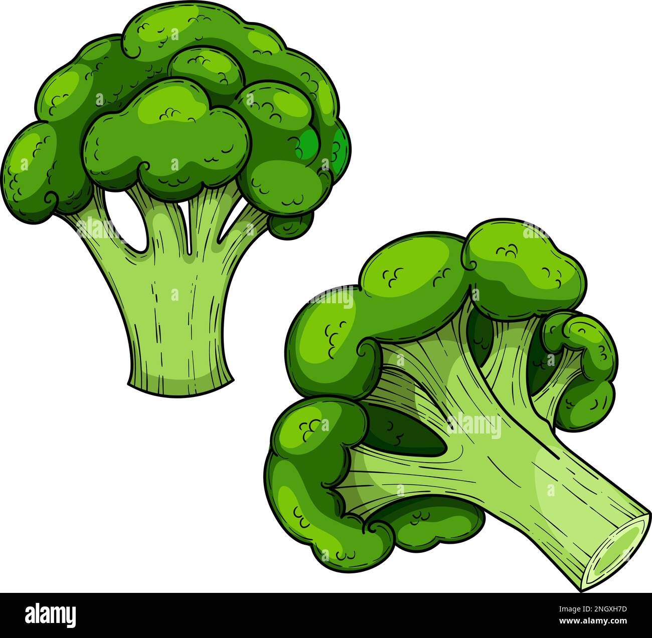 Green cabbage broccoli, hand drawn vector set illustration, Stock Vector