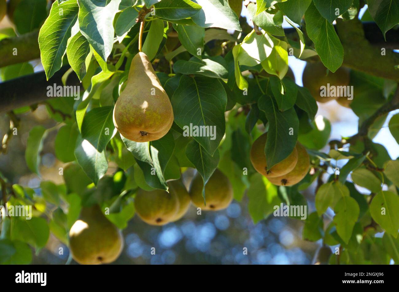 Pears hanging in a leafy pear tree ripe and ready to pick Stock Photo